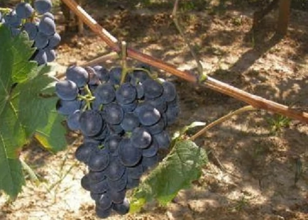 Vitis vinifera Moldova / Moldova vörös borszőlő
