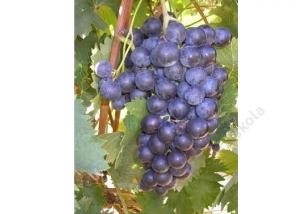 Vitis vinifera Muscat Adda / Muscat Adda vörös csemegeszőlő