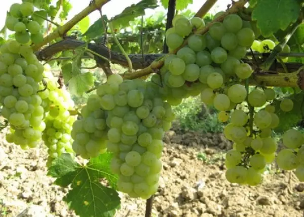 Vitis vinifera Muscat Ottonel / Muscat Ottonel fehér borszőlő