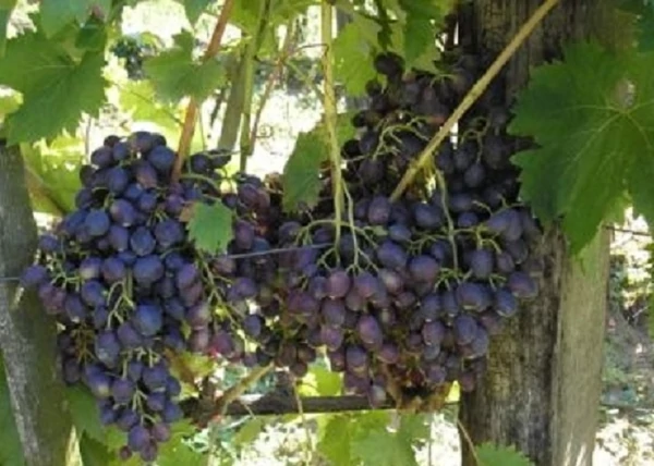 Vitis vinifera Nagyesda / Nagyezsda vörös csemegeszőlő
