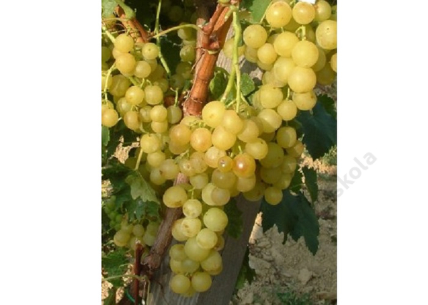 Vitis vinifera Narancsízű / Narancsízű fehér csemegeszőlő