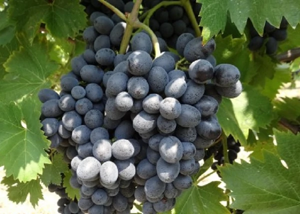 Vitis vinifera Nero / Nero vörös csemegeszőlő