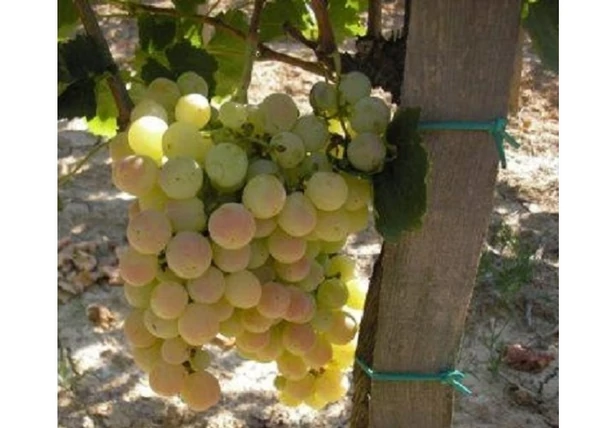 Vitis vinifera Nimrang / Nimrang fehér csemegeszőlő