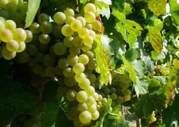 Vitis vinifera Olaszrizling (B.20) / Olaszrizling (B.20) fehér borszőlő