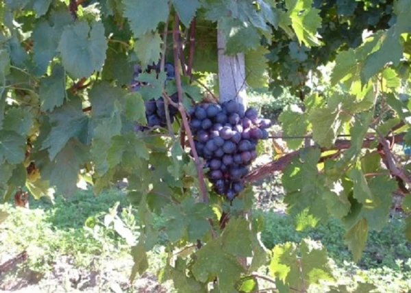 Vitis vinifera Onyx / Onyx vörös csemegeszőlő