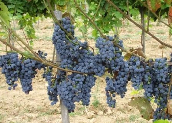 Vitis vinifera Othello / Othello vörös borszőlő