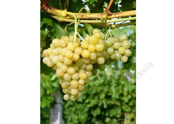 Vitis vinifera Palatina (Augusztusi muskotály) / Palatina (Augusztusi muskotály) fehér csemegeszőlő