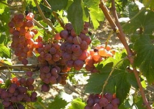 Vitis vinifera Piros chasselas / Piros chasselas (saszla) fehér csemegeszőlő