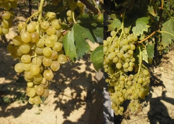 Vitis vinifera Pölöskei muskotály / Pölöskei muskotály fehér csemegeszőlő