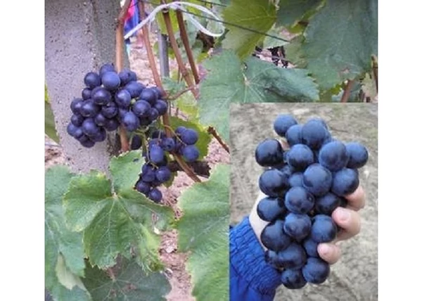 Vitis vinifera Ribier / Ribier vörös csemegeszőlő