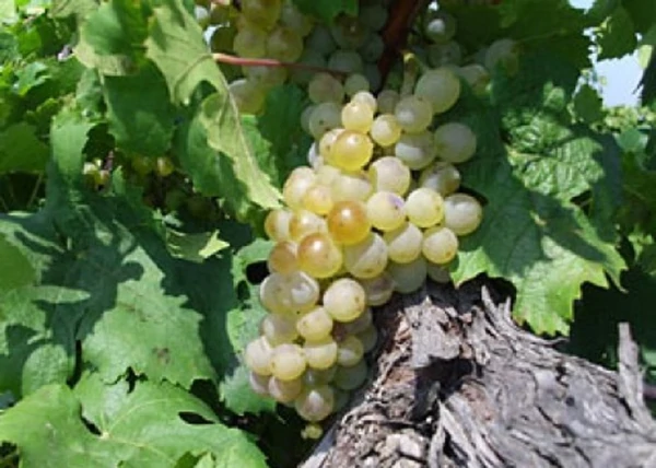 Vitis vinifera Rizlingszilváni / Rizlingszilváni fehér borszőlő