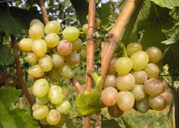 Vitis vinifera Ruszmol / Ruszmol fehér csemegeszőlő