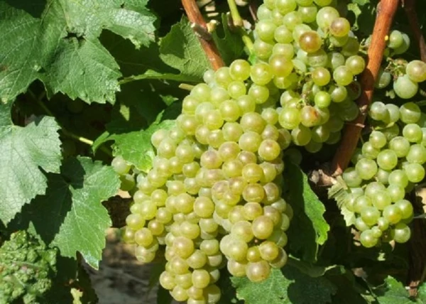 Vitis vinifera Sauvignon blanc / Sauvignon blanc fehér borszőlő