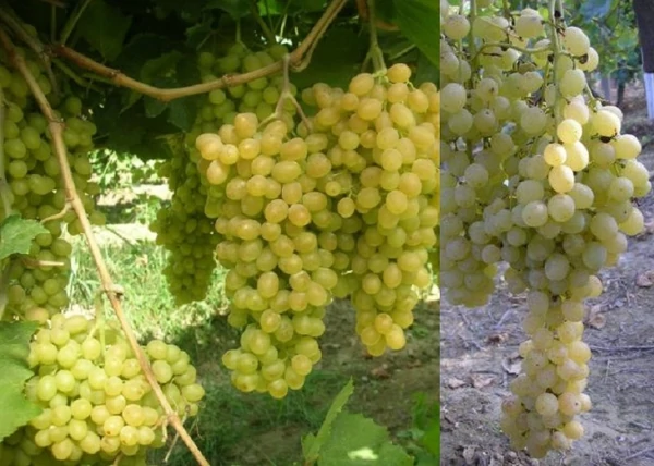 Vitis vinifera Sultanina / Sultanina fehér csemegeszőlő