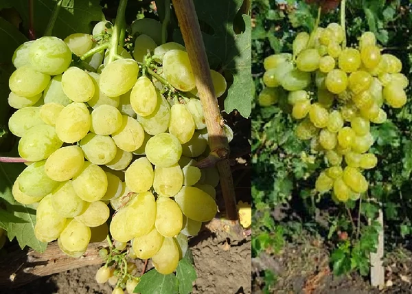 Vitis vinifera Super Ran Bolgar / Super Ran Bolgár fehér csemegeszőlő