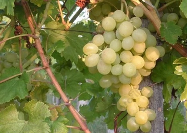 Vitis vinifera Suzy / Suzy fehér csemegeszőlő