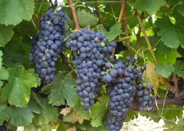 Vitis vinifera Syrah / Syrah vörös borszőlő