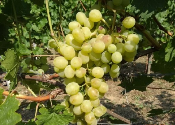 Vitis vinifera Szőlőskertek királynője muskotály / Szőlőskertek királynője muskotály fehér csemegeszőlő