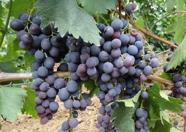 Vitis vinifera Sztrasenszkij / Sztrasenszkij vörös csemegeszőlő