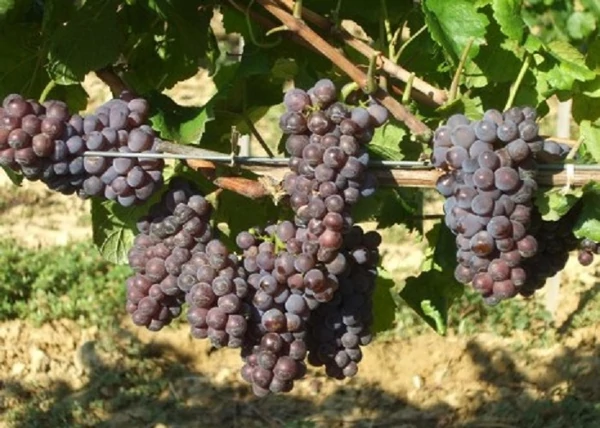 Vitis vinifera Szürkebarát / Szürkebarát fehér borszőlő