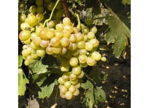Vitis vinifera Téli muskotály / Téli muskotály fehér csemegeszőlő