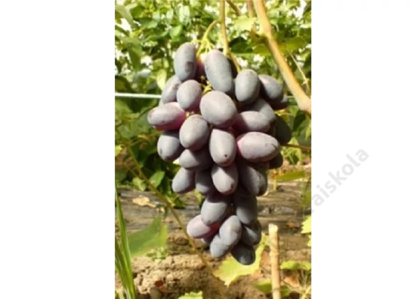 Vitis vinifera Velika / Velika vörös csemegeszőlő