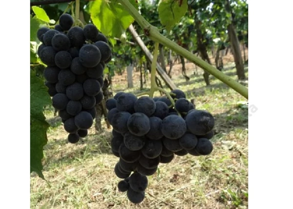 Vitis vinifera Vénusz / Vénusz vörös csemegeszőlő