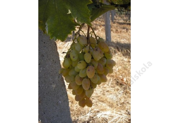 Vitis vinifera Vosztorg / Vosztorg fehér csemegeszőlő