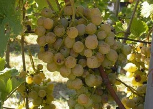 Vitis vinifera Zala gyöngye / Zala gyöngye fehér borszőlő