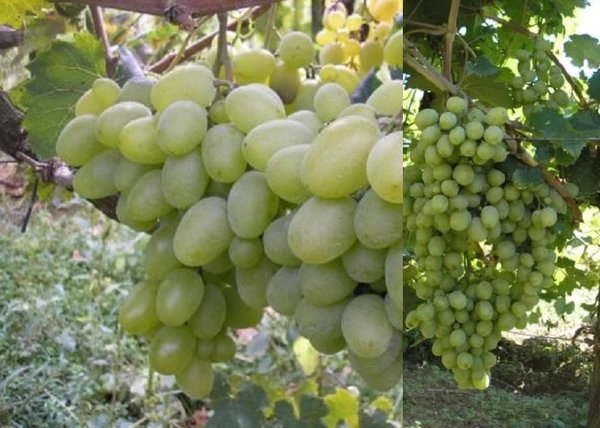 Vitis vinifera Zaporozsec / Zaporozsec fehér csemegeszőlő