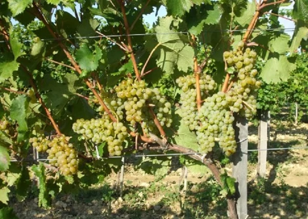 Vitis vinifera Zenit / Zenit fehér borszőlő