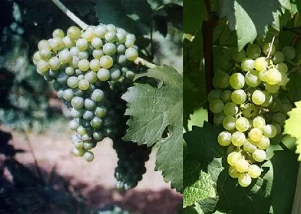 Vitis vinifera Zöld veltelini / Zöld veltelini fehér borszőlő