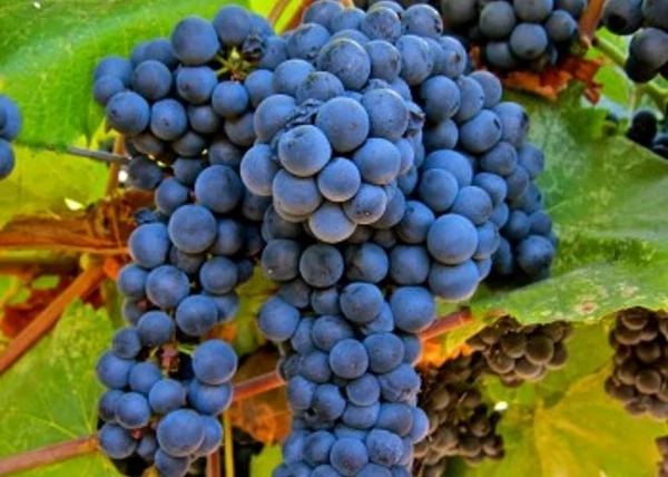 Vitis vinifera Zweigelt / Zweigelt vörös borszőlő