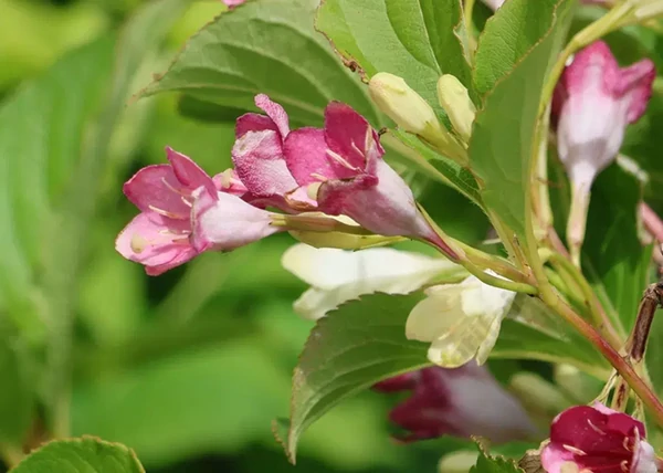 Weigela florida Marjorie / Fehér-rózsaszín virágú rózsalonc 