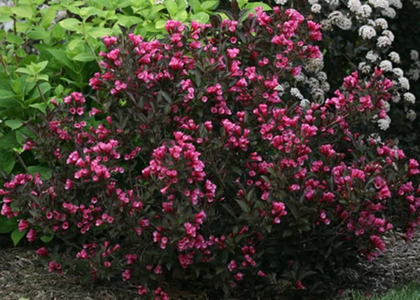 Weigela Alexandra / Rózsalonc sötét levelű