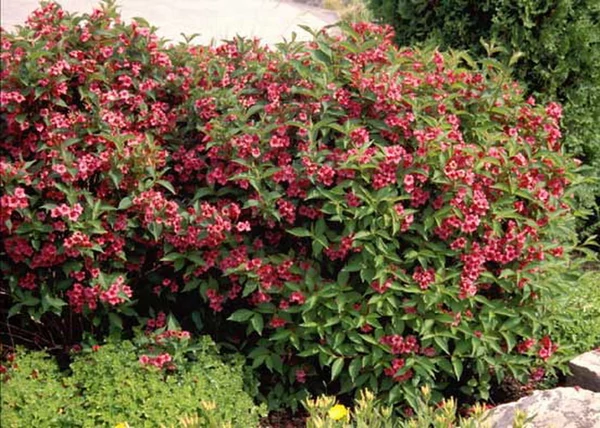 Weigela Bristol Ruby / Rózsalonc piros virágú