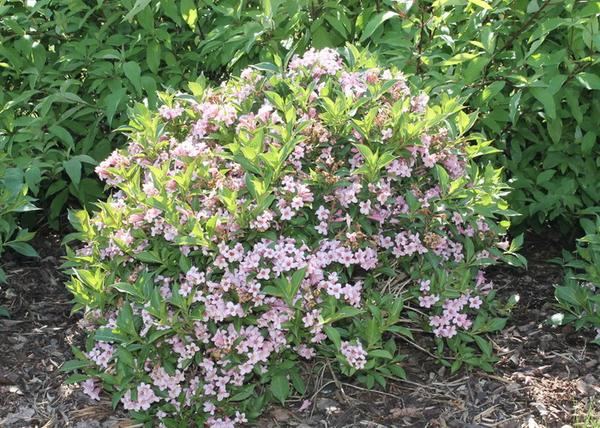 Weigela hybrida Piccolo / Törpe rózsalonc rózsaszín virágú