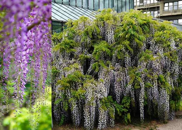 Wisteria floribunda Macrobotrys / Japán lilaakác