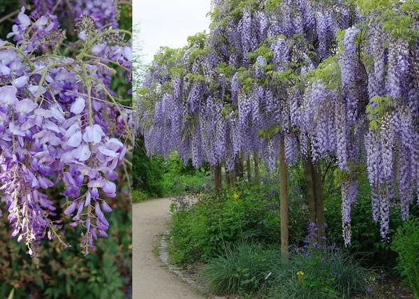 Wisteria sinensis / Kínai lilaakác