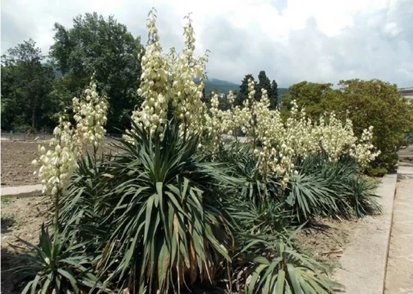 Yucca recurvifolia / Ágastörzsű pálmaliliom