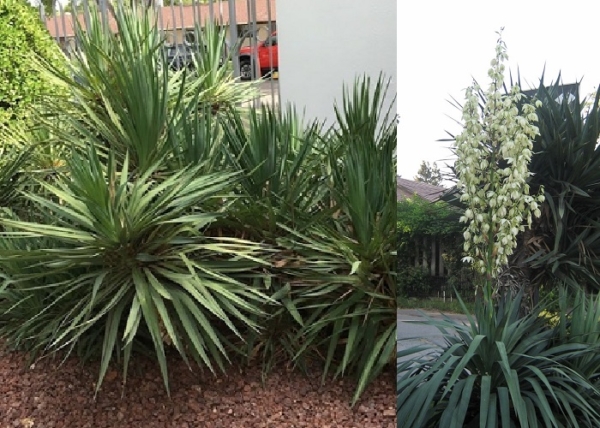 Yucca Gloriosa / Pompás jukka