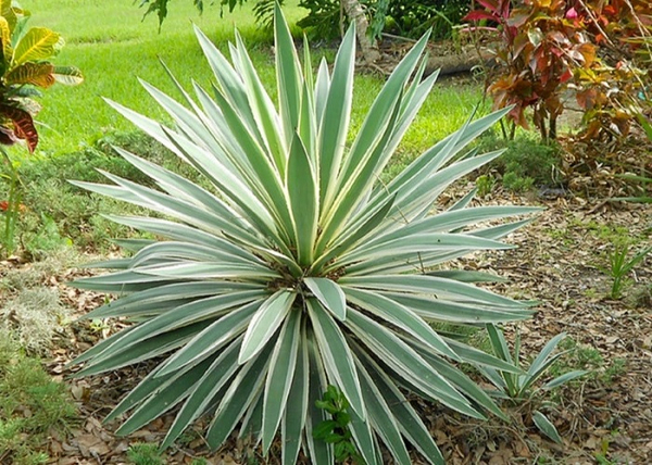 Yucca Gloriosa Variegata / Tarkalevelű Pompás jukka
