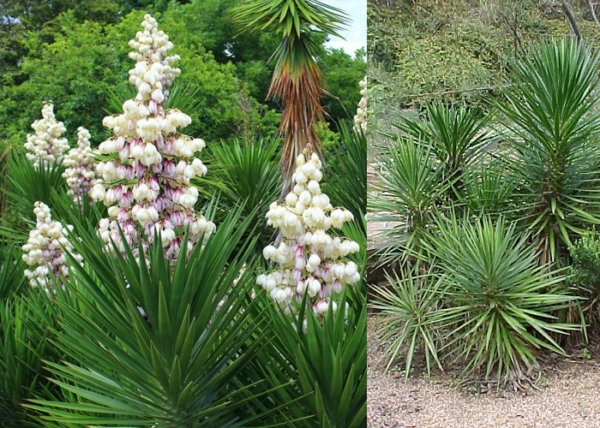 Yucca aloifolia / Tőrlevelű pálmaliliom