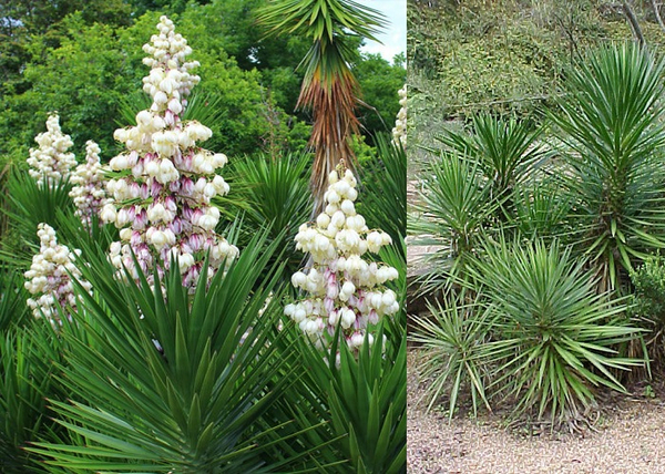 Yucca aloifolia / Tőrlevelű pálmaliliom