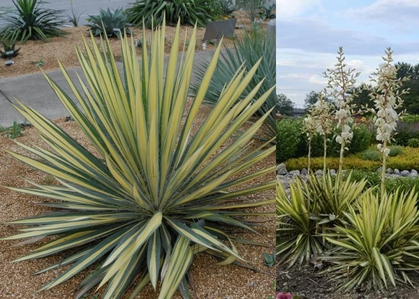 Yucca filamentosa Color Guard / Csíkos levelű kerti pálmaliliom