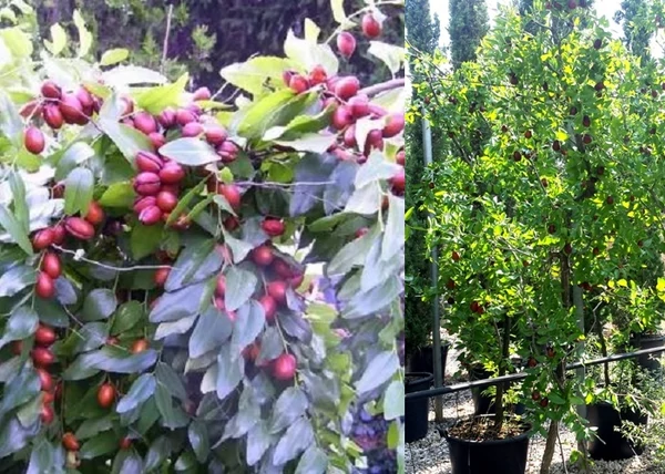 Ziziphus sativa Lang / Lang Kínai datolya
