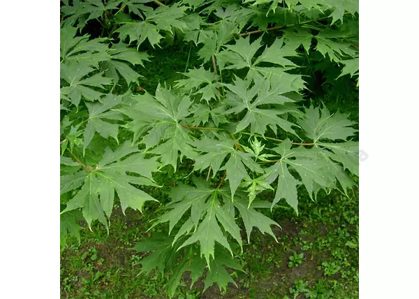 Acer platanoides Palmatifidum / Korai juhar 'Palmatifidum'