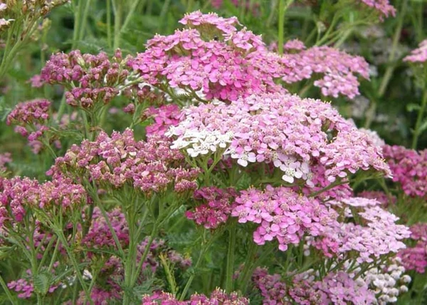 Achillea millefolium Appleblossom / Rózsaszín virágú cickafark