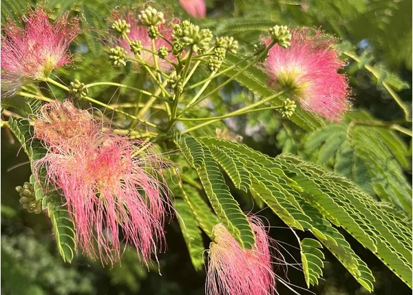 Albizia julibrissin / Selyemakác
