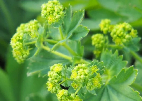 Alchemilla mollis / Lágyszőrű palástfű